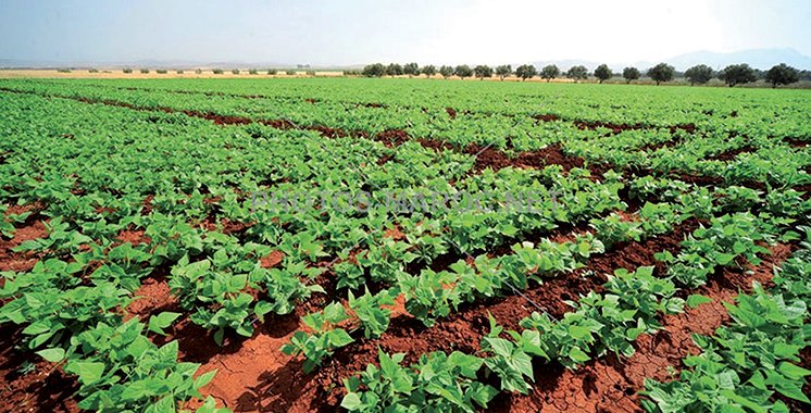 
          L’agriculture durable