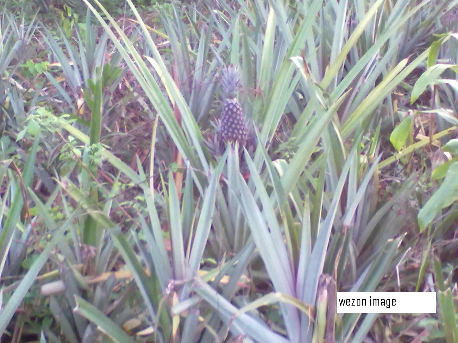 
          L’ananas