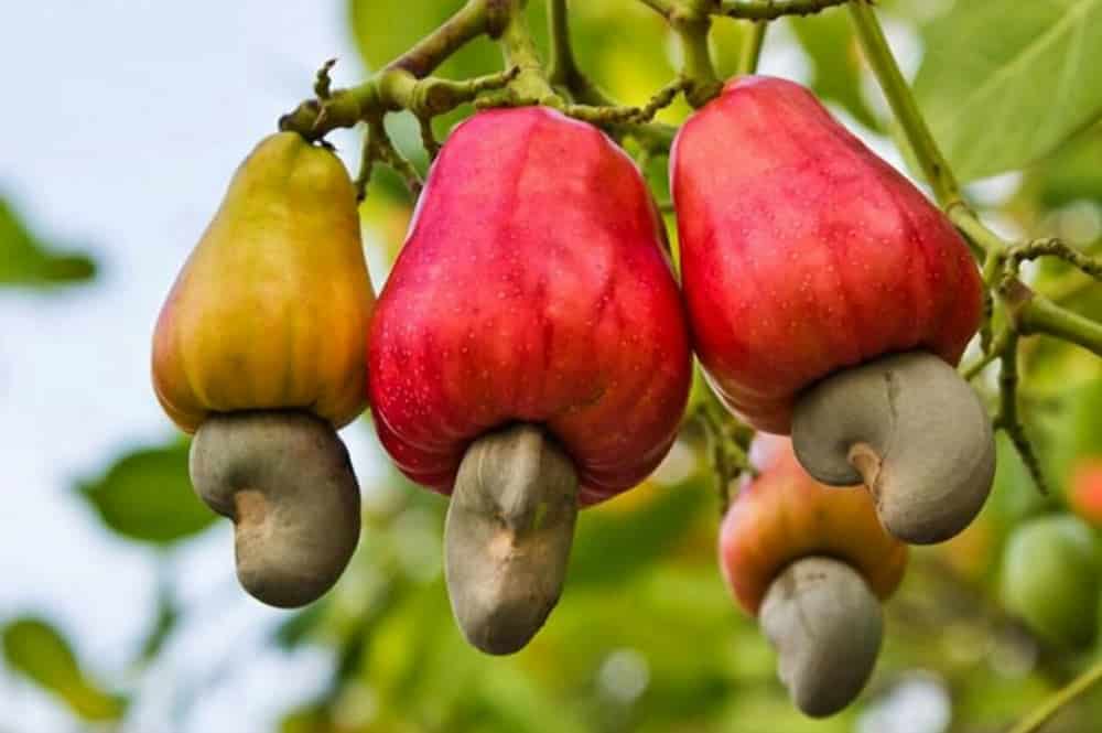 
          Pomme et noix de cajou