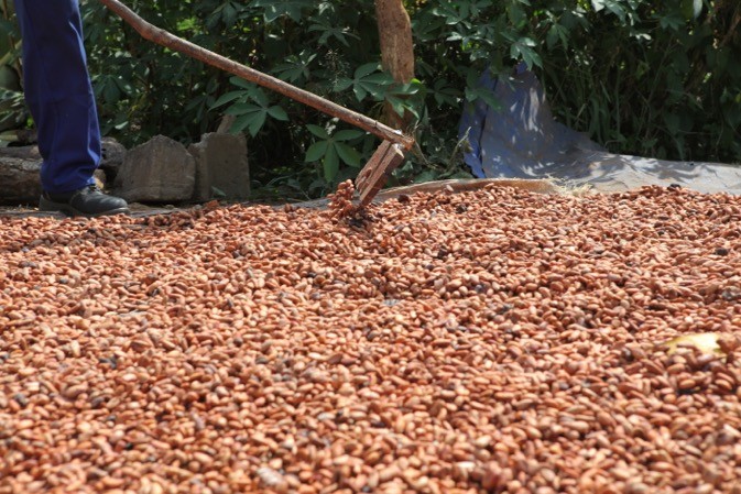 
          Filière cacao