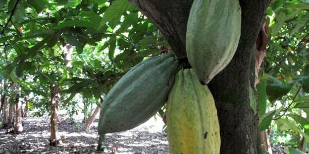 
          Cacaoyers infectés