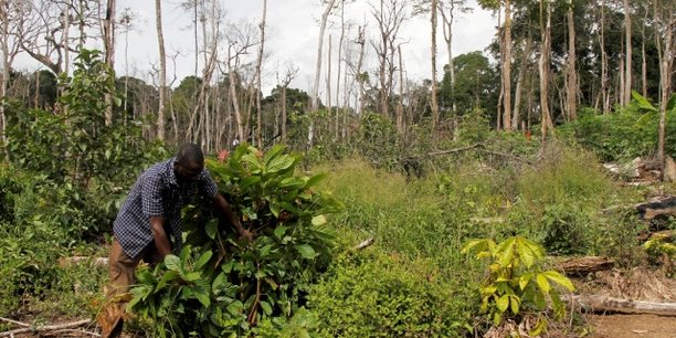 
          Agroforesterie et cacao