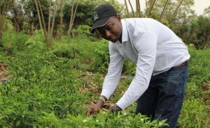 
          Financement agricole 