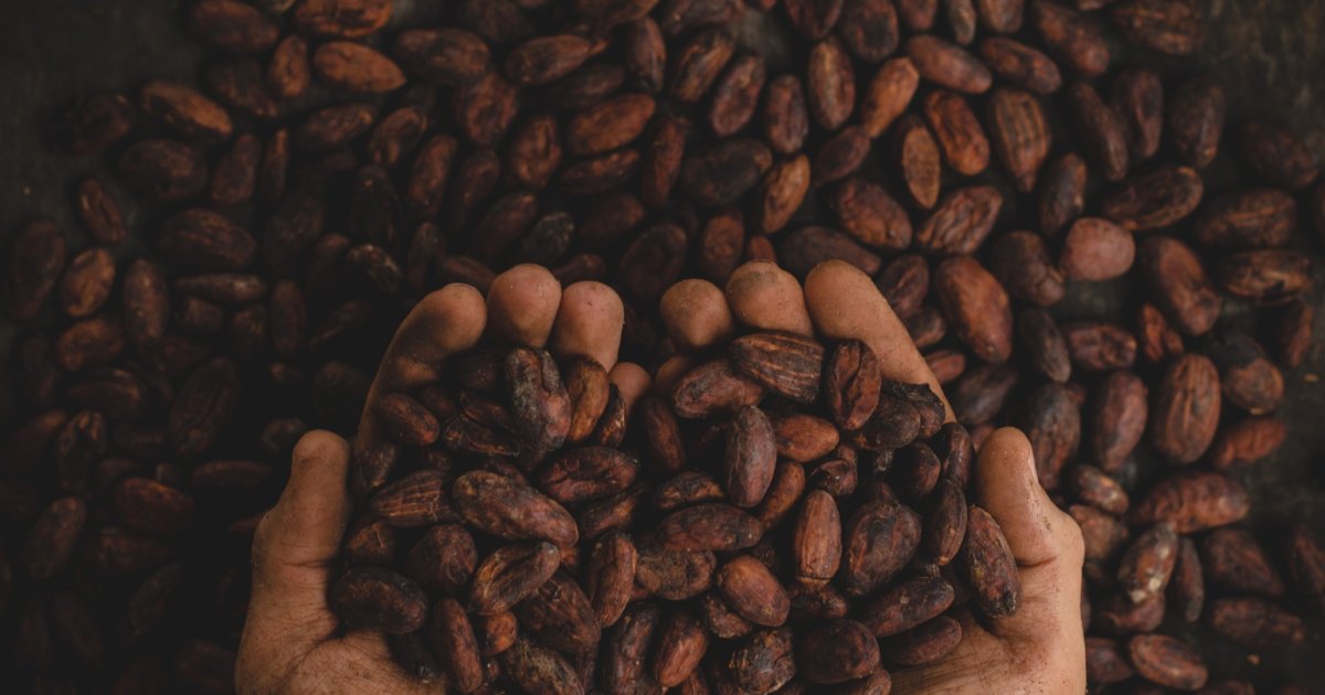 
          Le cacao 