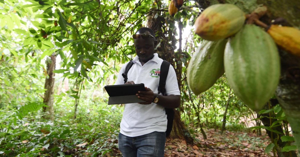 
          Cacao