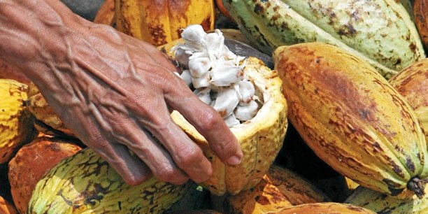 
          Le cacao