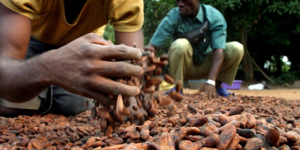
          Le cacao