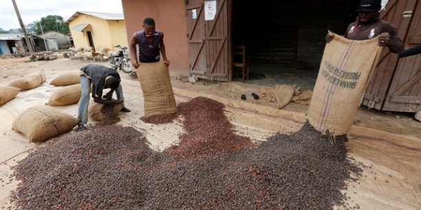 
          Cacao 
