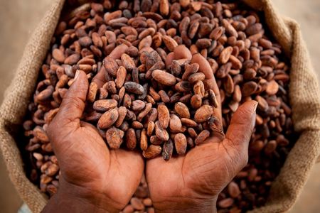 
          Le cacao
