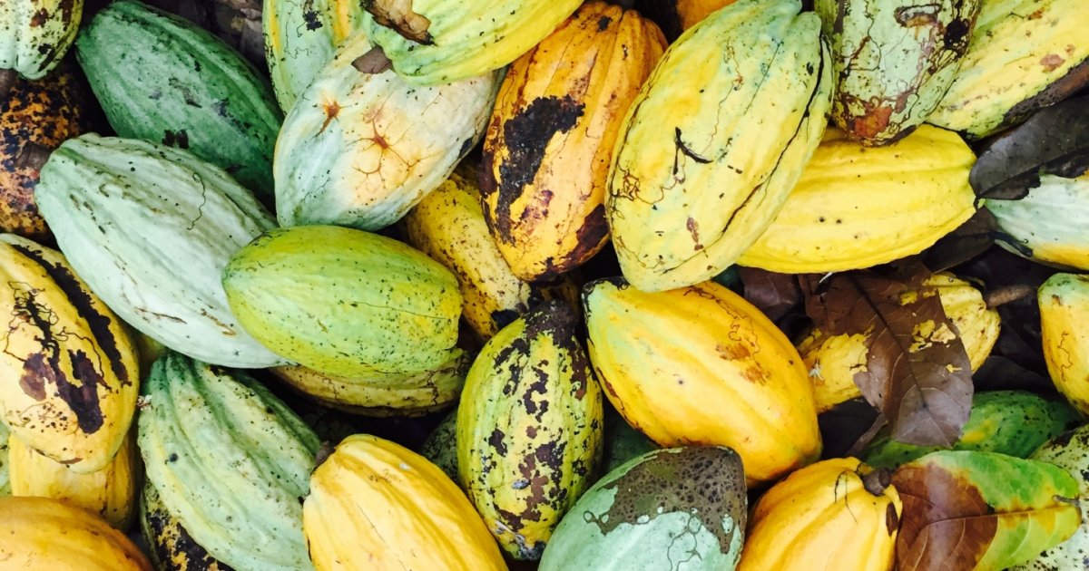 
          Cacao 
