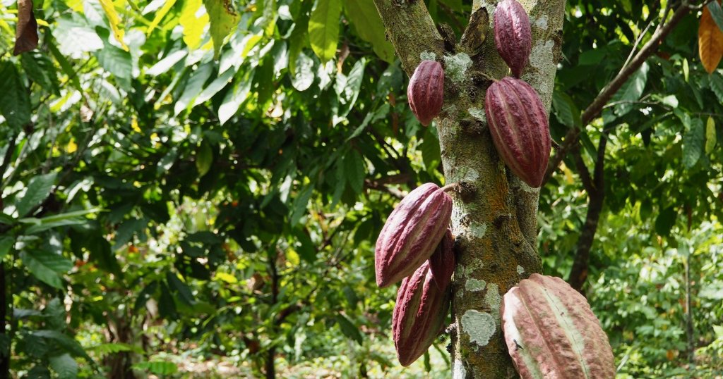 
          Le cacao