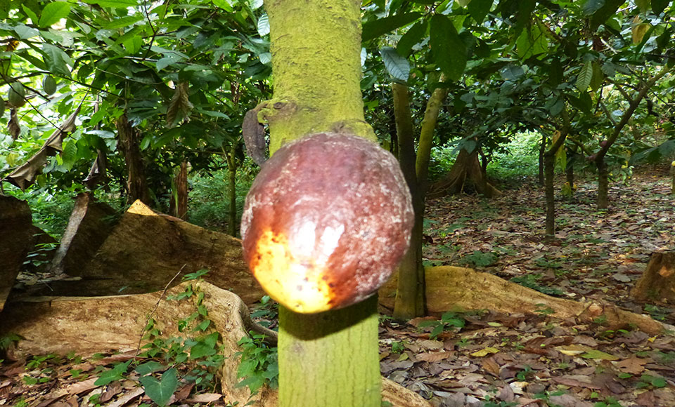 
          Le cacao