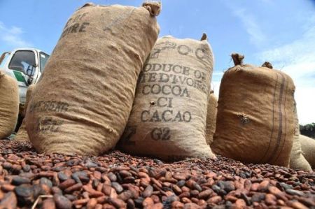 
          Les exportateurs de cacao 