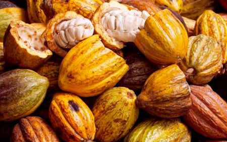 
          Cacao en Côte d’Ivoire