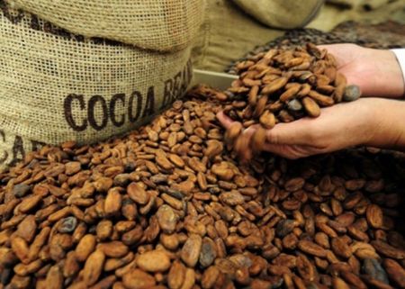
          Cacao-café