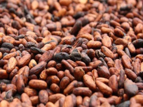 
          Le cacao