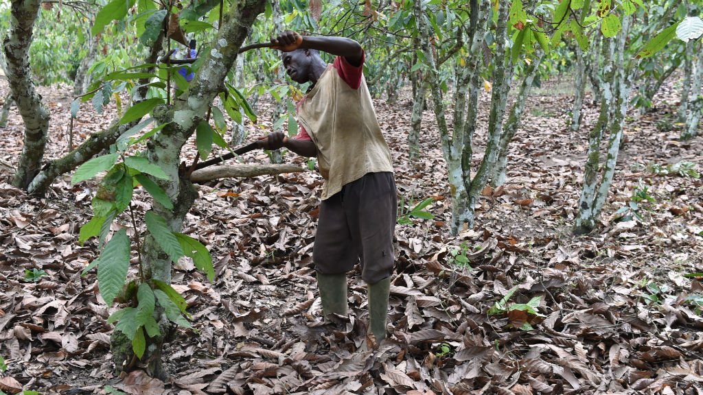 
          Le cacao