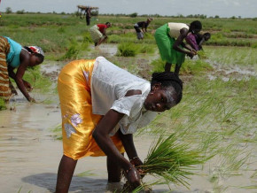 
          Financement Agricole