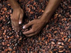 
          Cacao