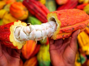 
          Cacao au Cameroun
