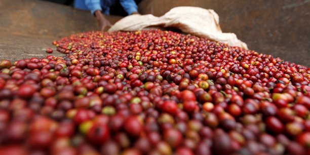 
          Le café au Burundi