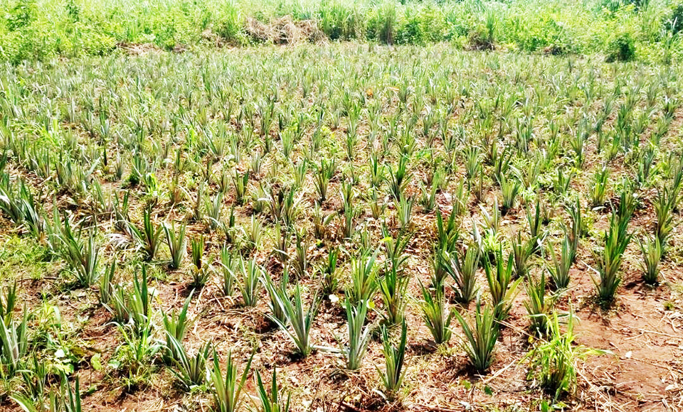 
          L’ananas