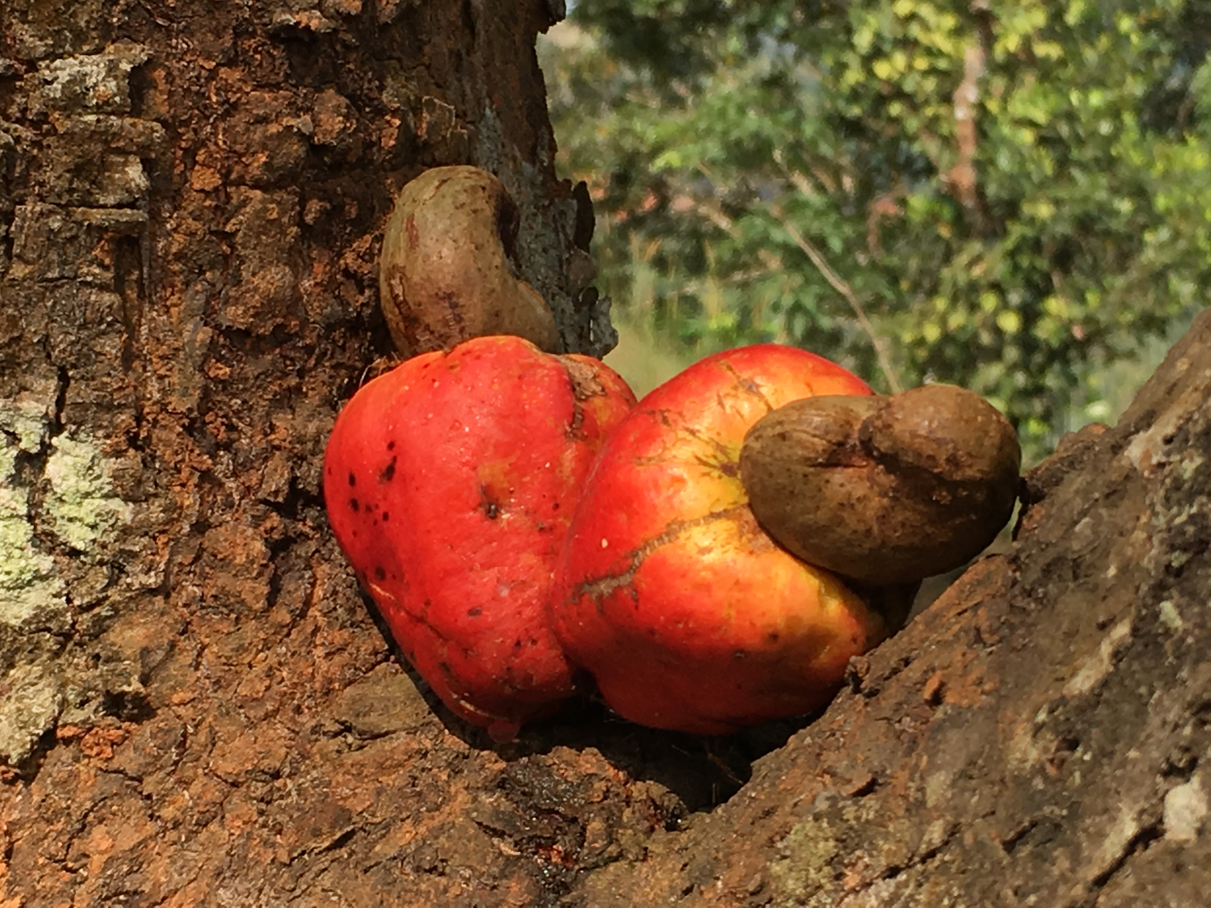 
          Le cajou en Tanzanie 