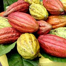 
          Traitement du cacao