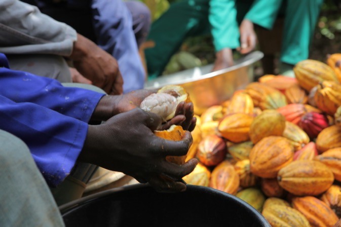 
          Le cacao en côte d’Ivoire 