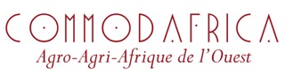 
          Le cajou       