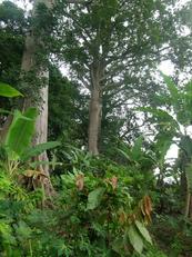 
          Le cacao