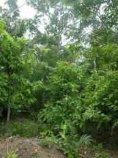 
          L’agroforesterie et le cacao