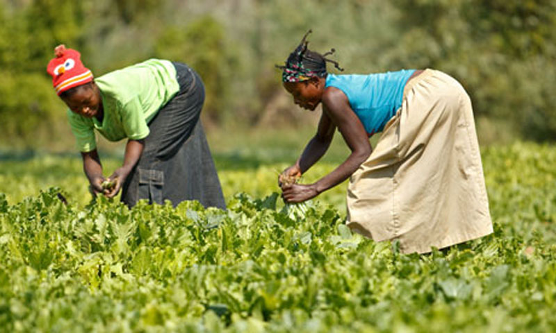 
          L’agroforesterie