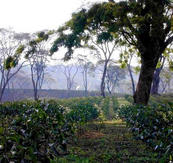 
          L’agroforesterie