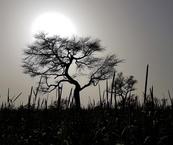 
          Agriculture et changement climatique