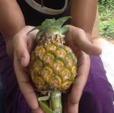 
          L’ananas