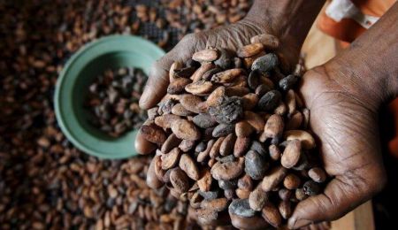 
          Le cacao
