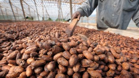 
          Le cacao