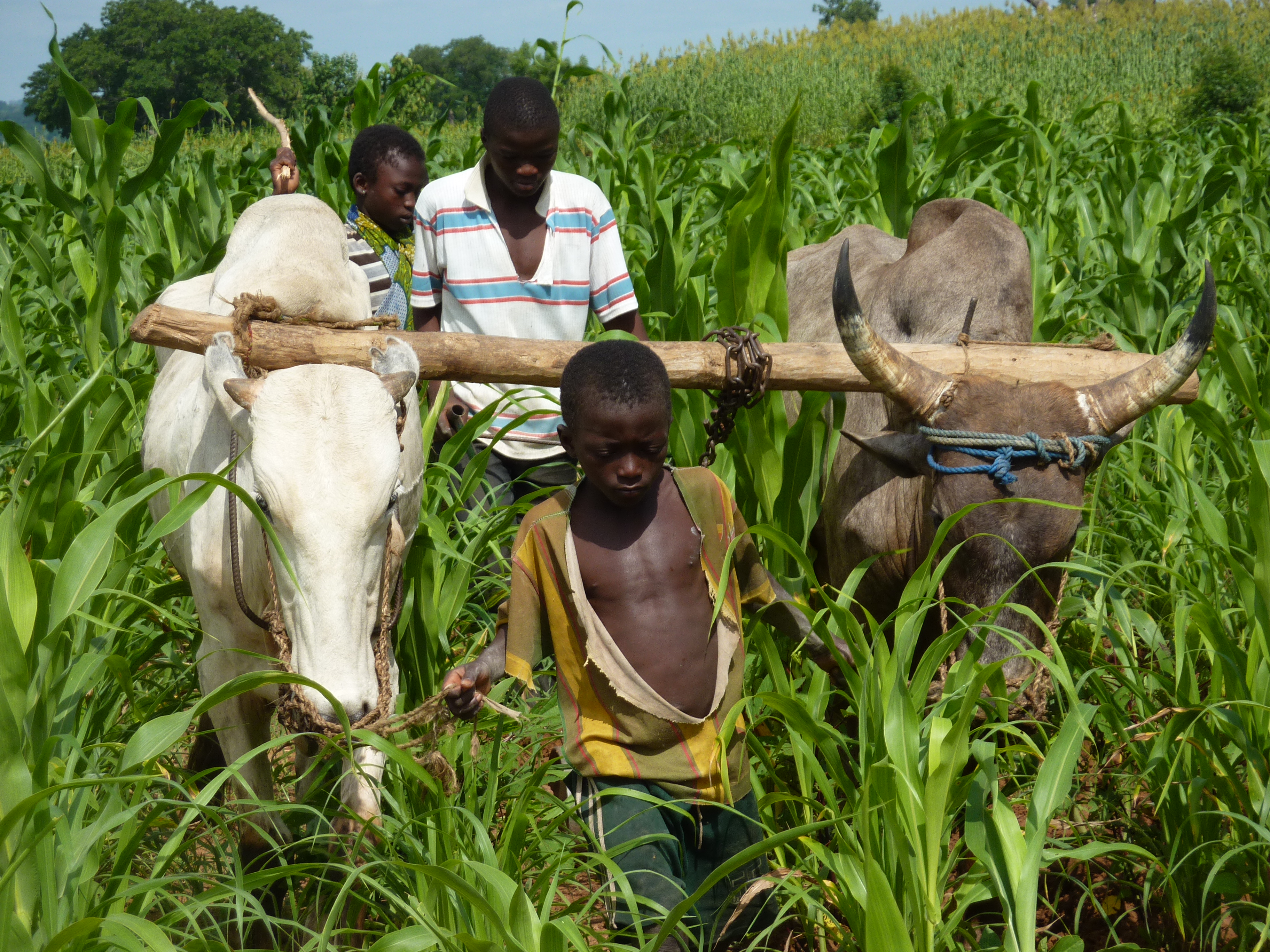 
          Financement agricole 								