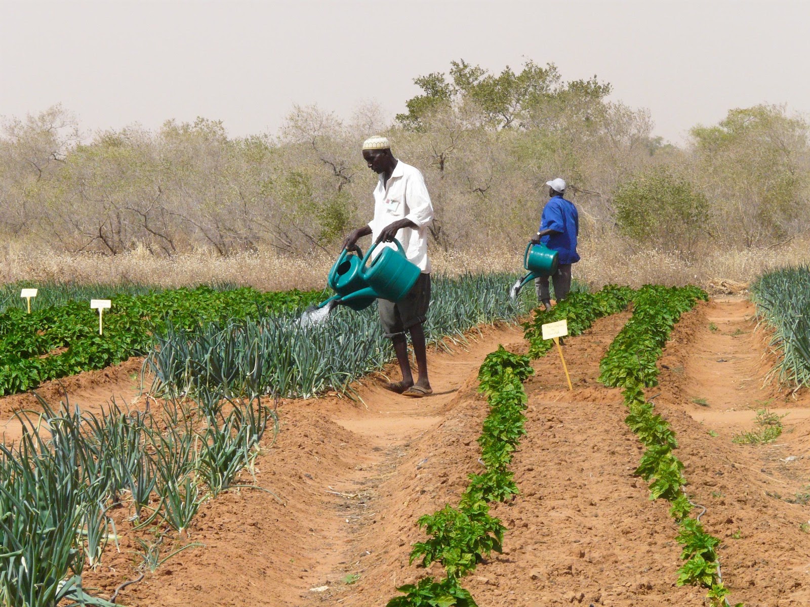 
          Financement agricole 
