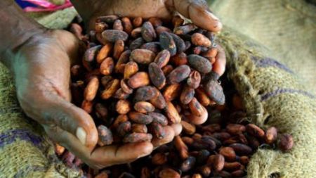 
          Le cacao