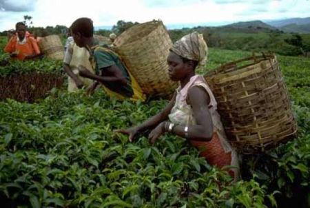 
          L’entrepreneuriat agricole en Afrique 