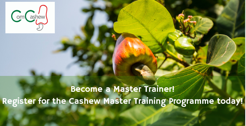 
          Noix de cajou: candidatures  ComCashew Master - Date limite 31 décembre 2018
