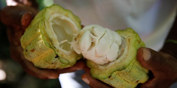 
          Le cacao