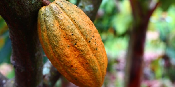 
          Le cacao