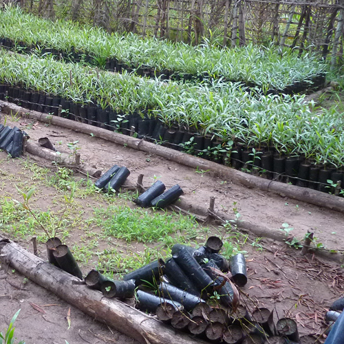 
          Agroforesterie 