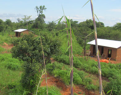 
          Agroforesterie 