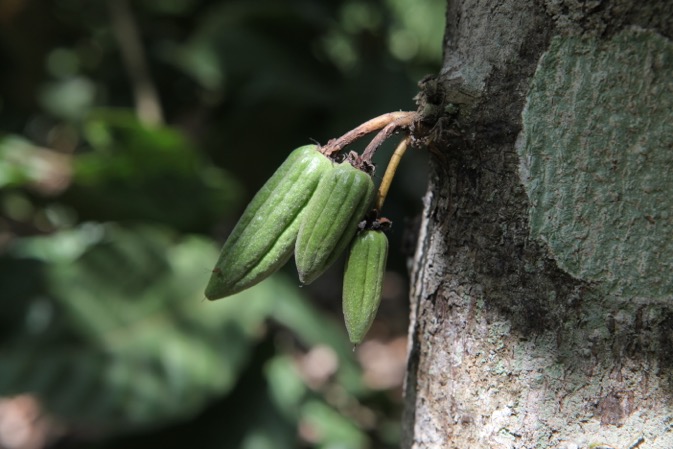 
          Le cacao