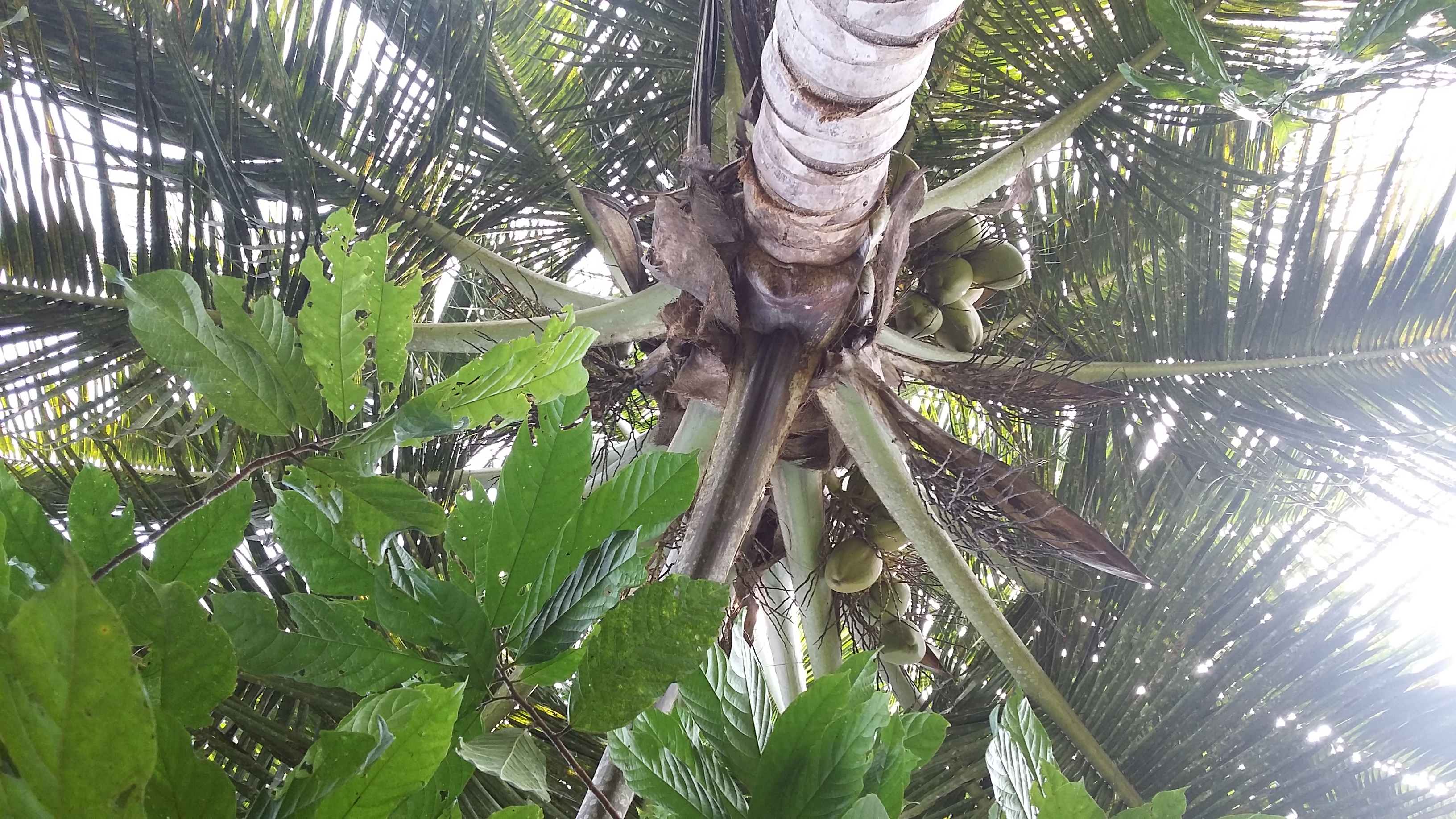 
          Cacao. 