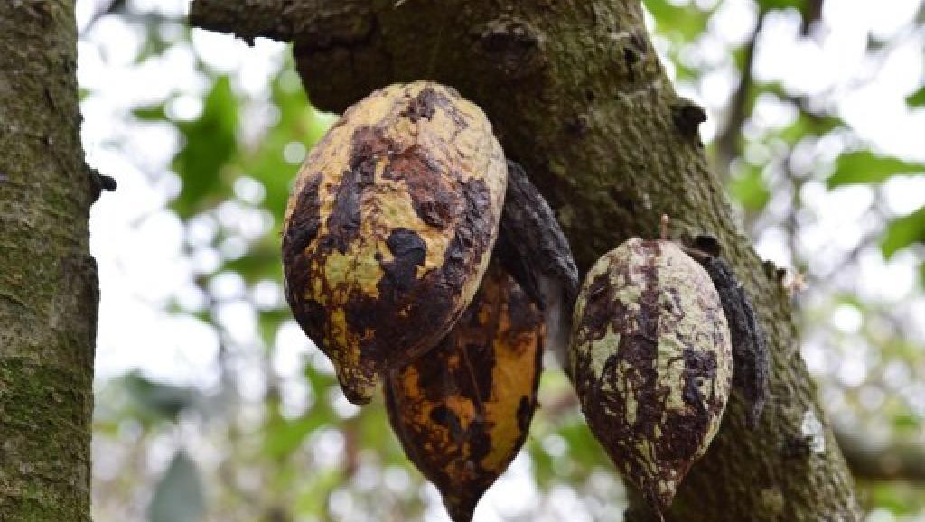 
          Le cacao.